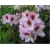 Rododendron Graffito 5 lat Ro36