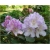 Rododendron Graffito 5 lat Ro36