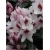 Rododendron Graffito 5 lat Ro36