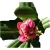 Rododendron Haaga Ro37