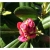 Rododendron Haaga 5 lat Ro37
