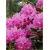 Rododendron Haaga 5 lat Ro37