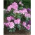 Rododendron Hachmans Charmant Ro38
