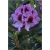 Rododendron Humboldt 5 lat Ro42