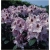 Rododendron Humboldt 5 lat Ro42
