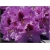 Rododendron Kabarett 5 lat Ro43