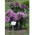 Rododendron Kabarett 5 lat Ro43
