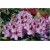 Rododendron Kabarett 5 lat Ro43