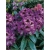 Rododendron Kabarett 5 lat Ro43
