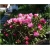 Rododendron Kalinka 5 lat Roj10