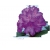 Rododendron królewski Bolesław Chrobry fioletowy Rkr1