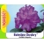 Rododendron królewski Bolesław Chrobry fioletowy Rkr1