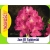 Rododendron królewski Jan III Sobieski jasnoczerwony łatka Rkr6