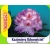 Rododendron Kazimierz Odnowiciel fiole-bia Rok3