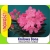 Rododendron królewski Królowa Bona różowy Rkr7