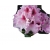 Rododendron królewski Królowa Jadwiga różowo-biały Rkr8