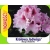 Rododendron królewski Królowa Jadwiga różowo-biały Rkr8