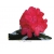 Rododendron królewski Władysław Jagiełło ciemnoczerwony Rkr4