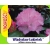 Rododendron królewski Władysław Łokietek lilaróż Rkr5