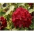 Rododendron Lems Stormcloud 5 lat Ro46