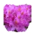 Rododendron Libretto Ro47