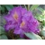 Rododendron Libretto 5 lat Ro47