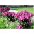 Rododendron Libretto 5 lat Ro47