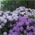 Rododendron Lugano 5 lat Ro48