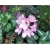 Rododendron Lugano 5 lat Ro48