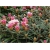 Rododendron Lumina 5 lat Roj13