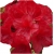 Rododendron Mars Ro49