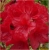 Rododendron Mars 5 lat Ro49