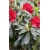 Rododendron Mars 5 lat Ro49