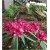 Rododendron Mieszko I 5 lat Ro50