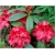 Rododendron Mieszko I 5 lat Ro50