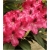 Rododendron Mieszko I 5 lat Ro50