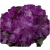 Rododendron Amethyst jasnoliliowy Rom2