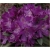 Rododendron Amethyst jasnoliliowy Rom2