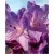 Rododendron Amethyst jasnoliliowy Rom2