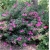 Rododendron Amethyst jasnoliliowy Rom2