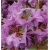 Rododendron Blue Silver różowy Rom4