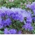 Rododendron Blue Tit jasnoniebieski Rom5