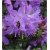 Rododendron Buchlovice niebieskofioletowy Rom6