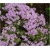 Rododendron Buchlovice niebieskofioletowy Rom6
