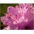 Rododendron Buchlovice niebieskofioletowy Rom6