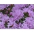 Rododendron Coralium jasnofioletowy Rom7