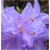 Rododendron Gristede jasnofioletowy Rom8