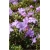 Rododendron Krumlov jasnofioletowy Rom9