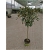 Rododendron na paliku 60-80 cm Rpal2