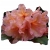 Rododendron Orangina Ro52